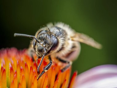 Bal arısı dölleyen ekinezya çiçeklerinin yakın plan çekimi
