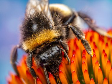 Bumblebee 'nin polenleme ekinezi çiçeklerini yakından çek