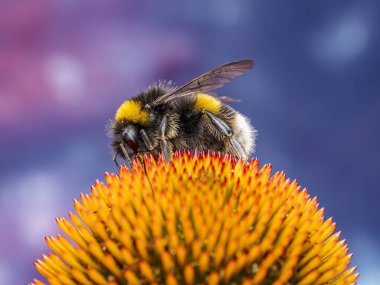 Bumblebee 'nin polenleme ekinezi çiçeklerini yakından çek