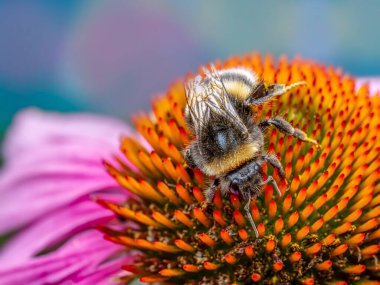 Bumblebee 'nin polenleme ekinezi çiçeklerini yakından çek