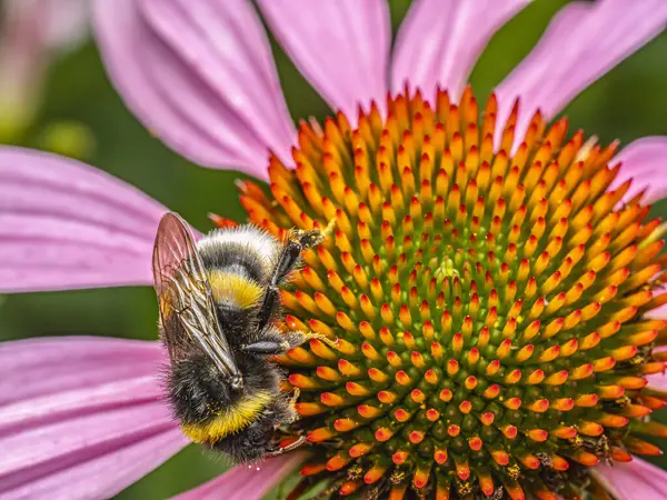 Bumblebee 'nin polenleme ekinezi çiçeklerini yakından çek