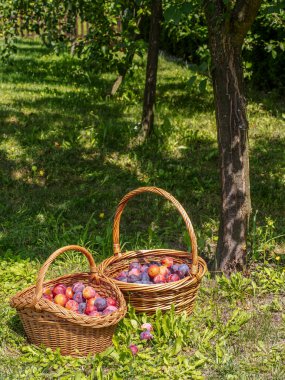 Iki hasır sepet canlı mor ve kırmızı eriklerle dolu Işıl ışıl bir günde yemyeşil bir meyve ağacının altında.