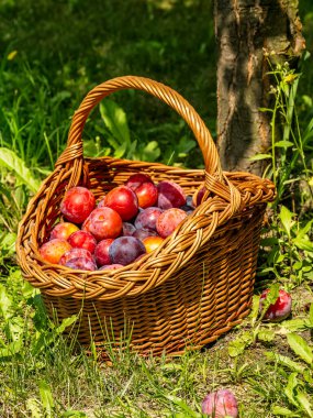 Işıl ışıl, güneşli bir günde yemyeşil bir meyve bahçesindeki bir meyve ağacının altına yerleştirilmiş canlı mor ve kırmızı eriklerle dolu hasır sepet..