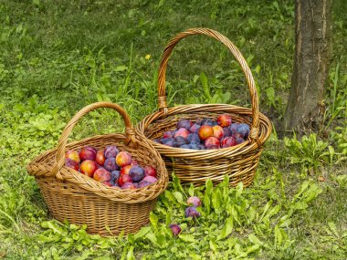 Iki hasır sepet canlı mor ve kırmızı eriklerle dolu Işıl ışıl bir günde yemyeşil bir meyve ağacının altında.