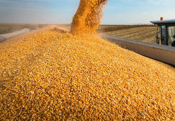玉米联合倒入拖拉机拖车的粮机 — 图库照片
