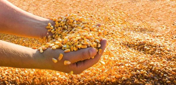 Betakarítás Során Érett Kukoricát Tartó Fiatal Mezőgazdasági Termelő — Stock Fotó