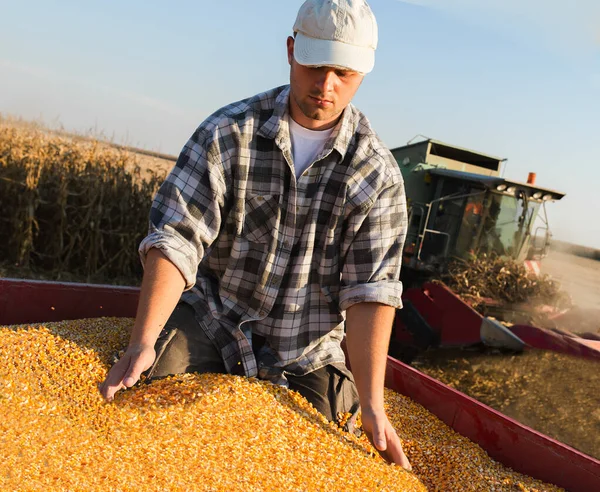 收获期间 年轻农民持有成熟的玉米 — 图库照片