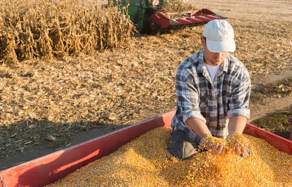 収穫時に熟したトウモロコシを持つ若い農家 — ストック写真