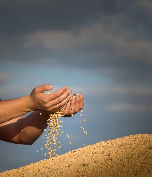 Young farmer in a soybean field after harvest