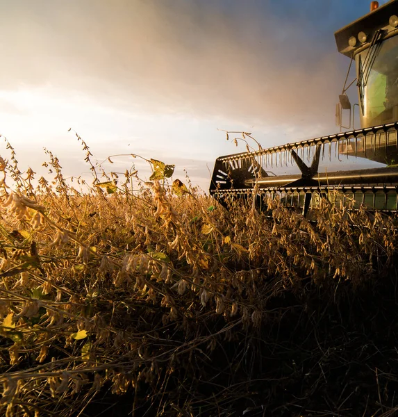 대두를 수확하는 — 스톡 사진