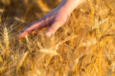 Çiftçi gider ve altın buğday tarlasında kendi mahsulüne dokunur.. 