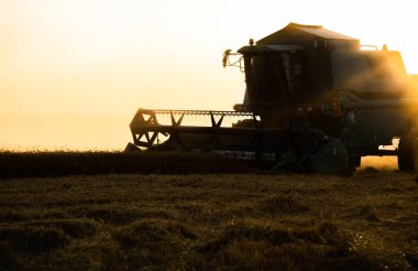  Buğday tarlasında gün batımında çalışan hasat makinesi. Olgun buğday hasat et. Tarım ve tarım