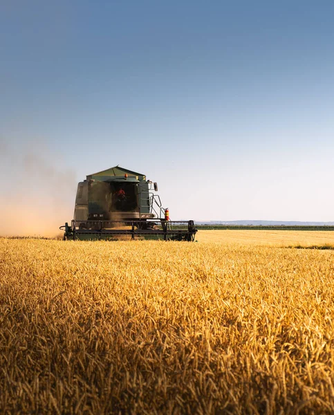 Харвестер Работает Пшеничном Поле Закате Спелую Пшеницу Сельское Хозяйство — стоковое фото