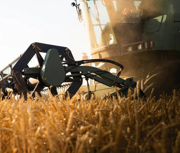 Erntehelfer Bei Der Arbeit Weizenfeld Bei Sonnenuntergang Ernte Reifer Weizen — Stockfoto