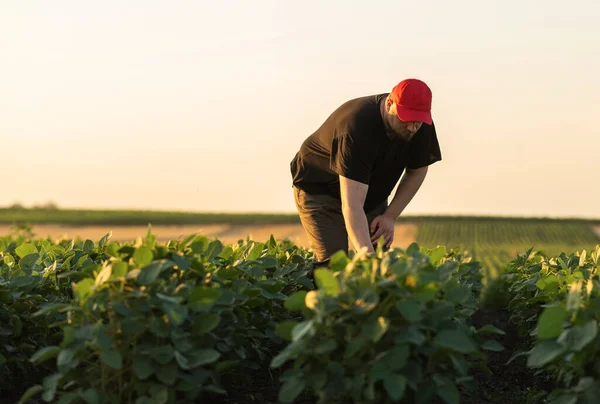 Agricultor Campos Soja Crescimento Exterior — Fotografia de Stock