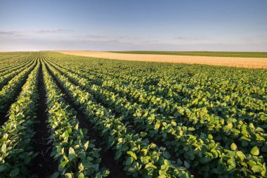 Çiftlik tarlasında büyüyen soya bitkilerinin üzerine gün batımı