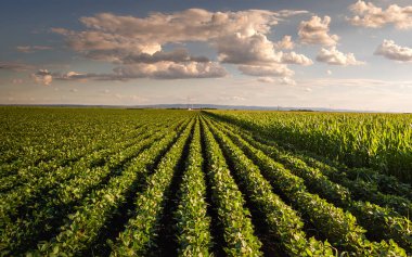 Sunset over growing soybean plants at ranch field clipart