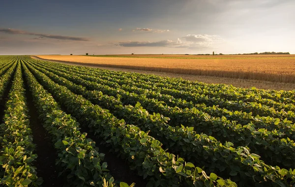 多くの農業分野の風景幾何学的質感と空中ビュー — ストック写真