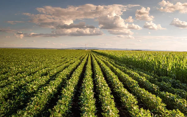 Sunset Growing Soybean Plants Ranch Field — Stock Photo, Image
