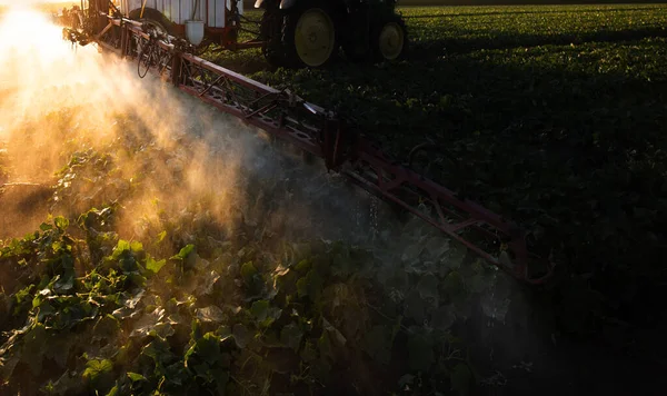 Tracteur Pulvérisation Pesticides Sur Les Champs Légumes Avec Pulvérisateur Printemps — Photo