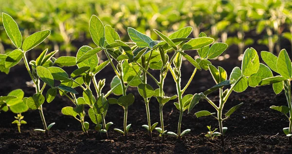 フィールドで大豆の豆植物のクローズ アップ — ストック写真
