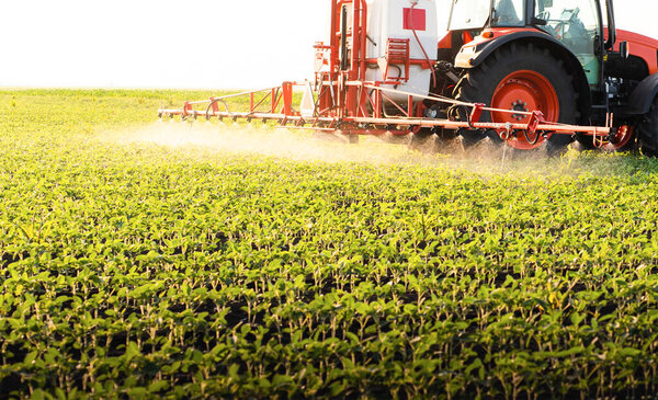 Tractor spraying pesticides on soybean field  with sprayer at spring