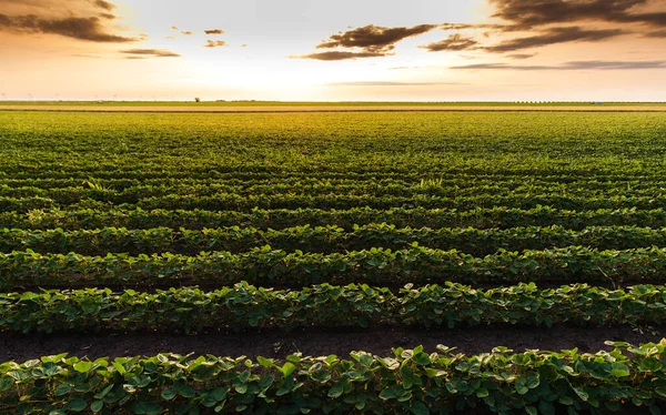 Sonnenuntergang Über Wachsenden Sojabohnenpflanzen Auf Dem Ranch Feld — Stockfoto