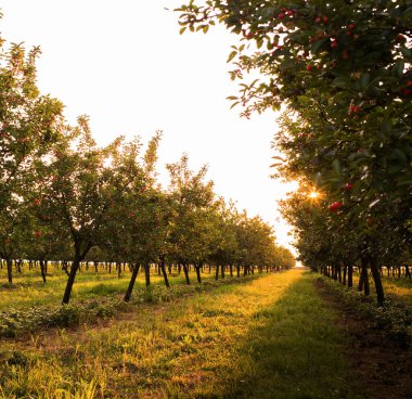  Ağaç dalında ekşi kirazlar yapraklarla, hasat zamanında meyve bahçesinde.. 