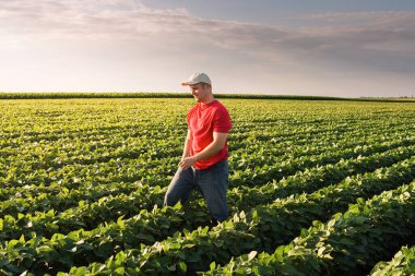 Soya tarlasında çiftçi. Büyüme, açık hava.