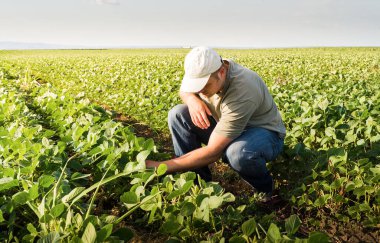 Soya tarlasında çiftçi. Büyüme, açık hava.