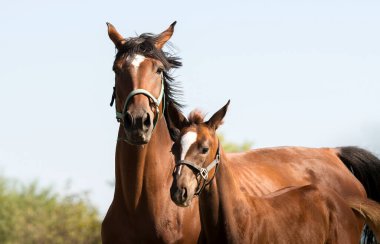 Kısrak ve yavru bir arazide