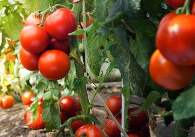 bir serada olgunlaşma domates