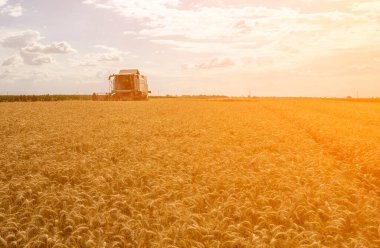 Buğday tarlasında çalışan bir biçerdöver.