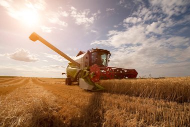 Buğday tarlasında çalışan bir biçerdöver.