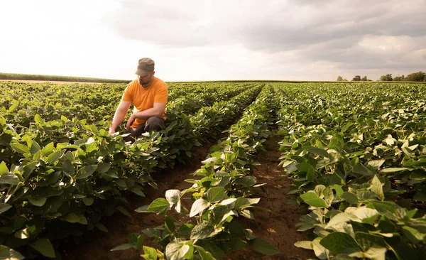 Soya tarlasında çiftçi. Büyüme, açık hava.
