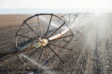 Sprinkler irrigation system watering cultivated farm land. 