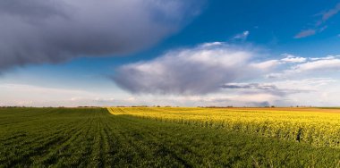 Gün batımında sarı kolza tohumu tarlası. Güneş ışığı sarı kanola rengini aydınlatır. Tarım alanı. Kırsal alan