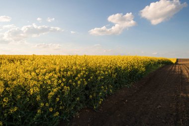 Gün batımında sarı kolza tohumu tarlası. Güneş ışığı sarı kanola rengini aydınlatır. Tarım alanı. Kırsal alan