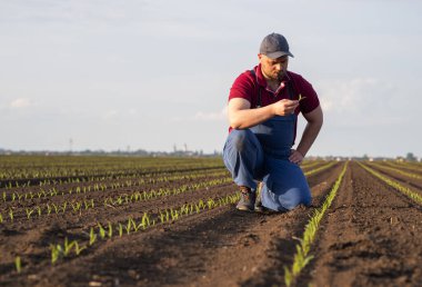 Mısır tarlasında çiftçi. Büyüme, açık hava.