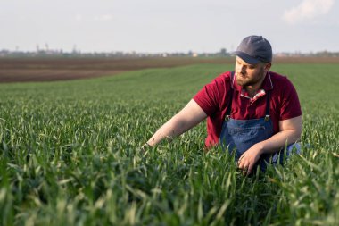 Buğday tarlalarında çiftçi. Büyüme, açık hava.