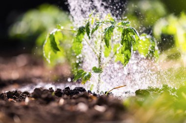 Bahçe konsepti. Sera bahçesinde domates tohumu sulamak. Kırmızı sulama kutusuyla.. 