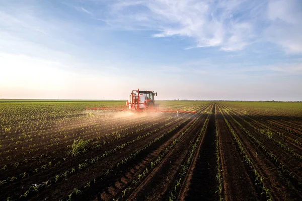 Traktör bahar aylarında mısır tarlasına böcek ilacı püskürtüyor.