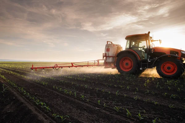 Traktör bahar aylarında mısır tarlasına böcek ilacı püskürtüyor.