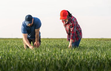 İlkbaharda ekilen buğdayı inceleyen genç çiftçiler