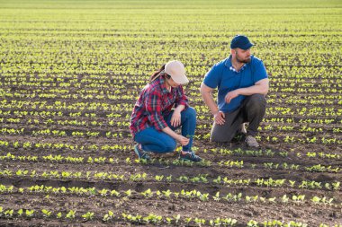 Genç çiftçiler baharda ekilen mısırları inceliyor.