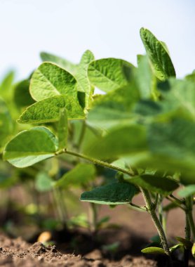 soya fasulyesi bitki alanını kapat