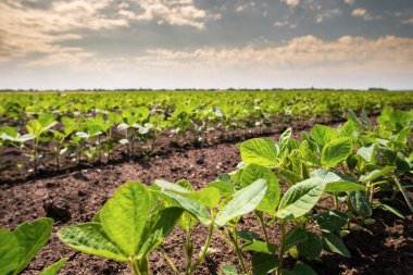 soya fasulyesi bitki alanını kapat