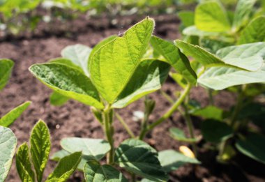 soya fasulyesi bitki alanını kapat