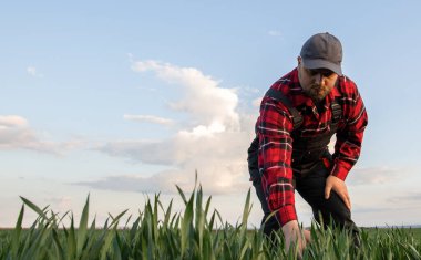Buğday tarlalarında çiftçi. Büyüme, açık hava.