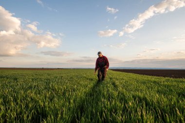 Buğday tarlalarında çiftçi. Büyüme, açık hava.